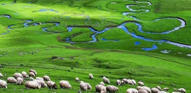 Ordu Perşembe Yaylası