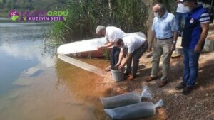 100 Bin Sazan Balığı Yavrusu Göle Bırakıldı