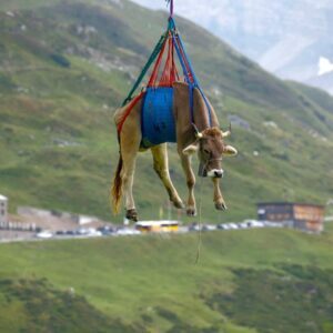 Uçan inek İsviçre Alpleri’nde