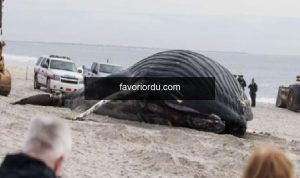 Kıyıya vuran kambur balina, yirmi yıl sonra birinci sefer ABD kıyısında görüldü